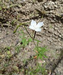 clarkia epilobioides